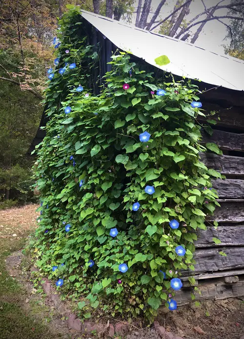 Morning Glory Trellis Ideas Grow it on the Woodshed