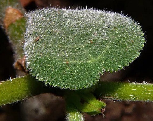 Plants with Bristly Leaves 2