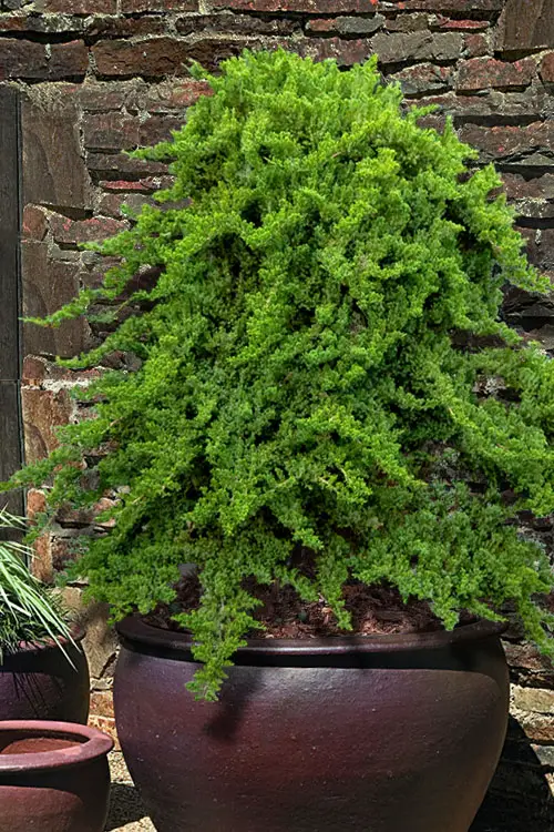 Helleri buxus in container
