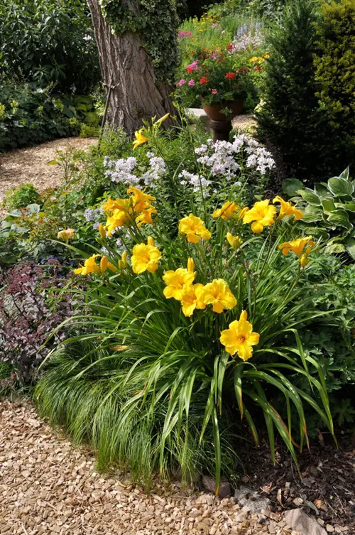 Tulip like flowers in garden 34