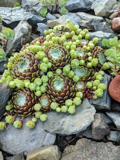 Plants Resistant to Drought 8