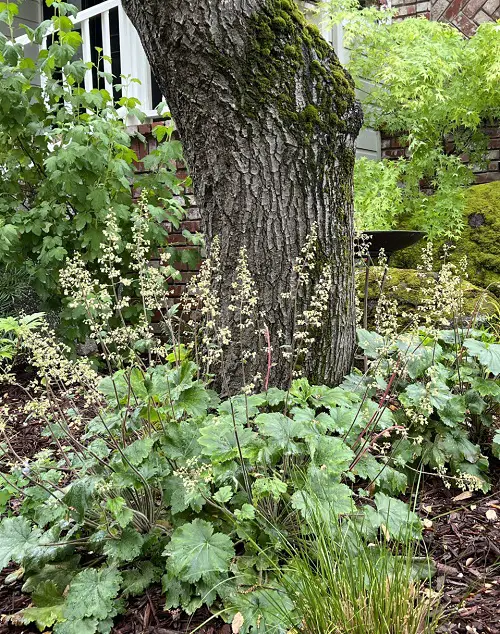Plants That Grow Beneath Large Trees 1