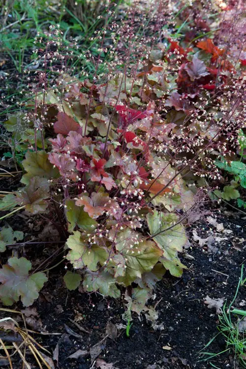 useful Cold Hardy Tropical Plants in cold climate