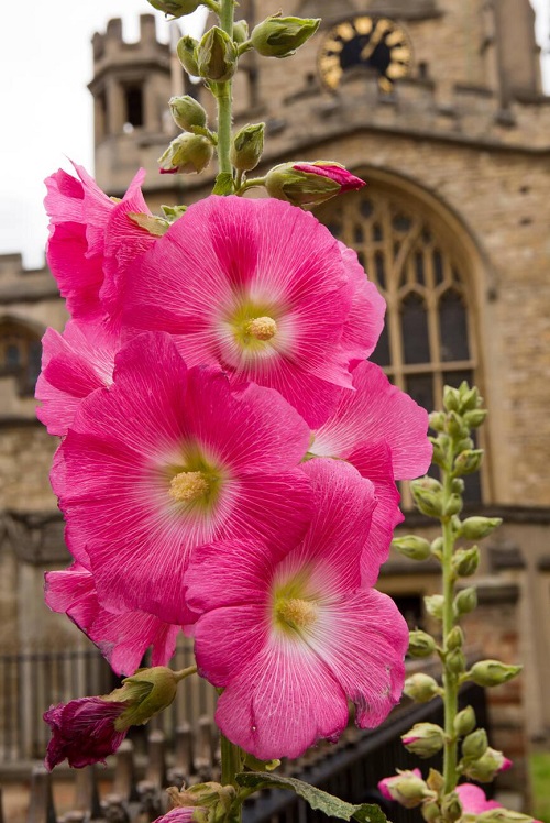 Chinese Flowers in garden