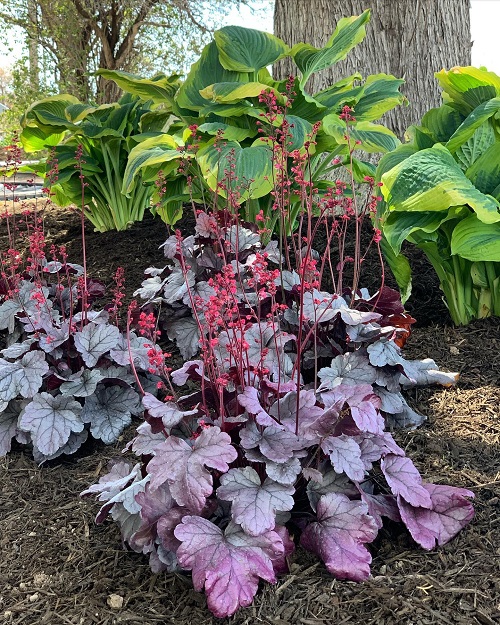 Plants for Heuchera to Grow 3