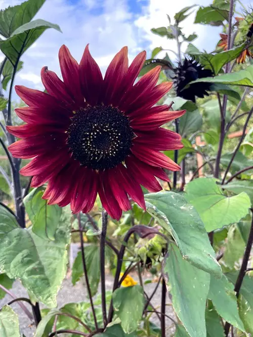 Huge Chocolate Best Purple Sunflowers