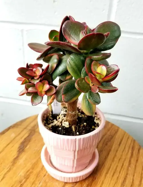 Crassula ovata 'Hummel's Ghost' on the table