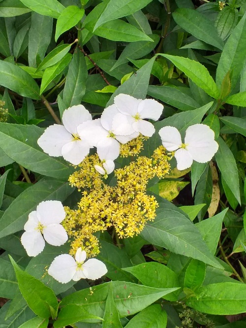 Chinese Flowers in garden