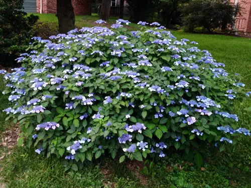 Blue Billow Bushes With Blue Flowers