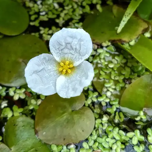Floating Flowers 21