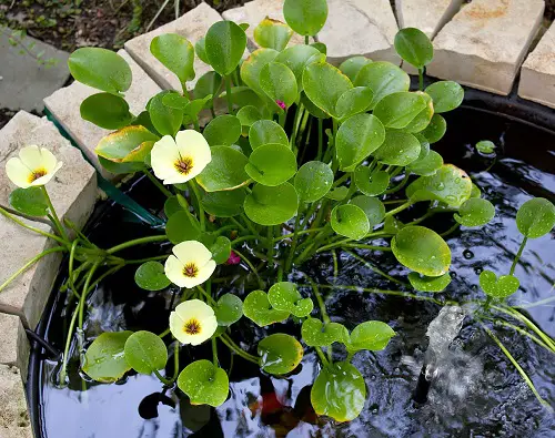 Floating Flowers that Float in Water 2