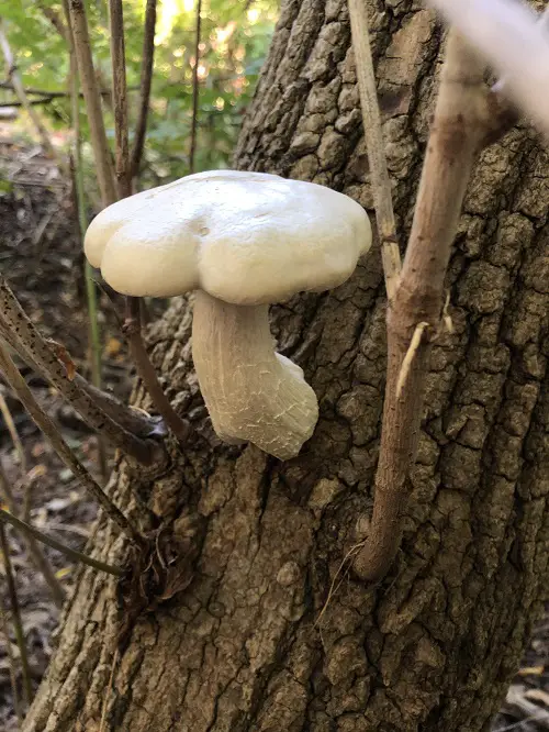 Mushrooms that Grow on Trees2