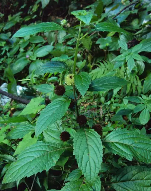Mint-Looking Plants That Aren't4