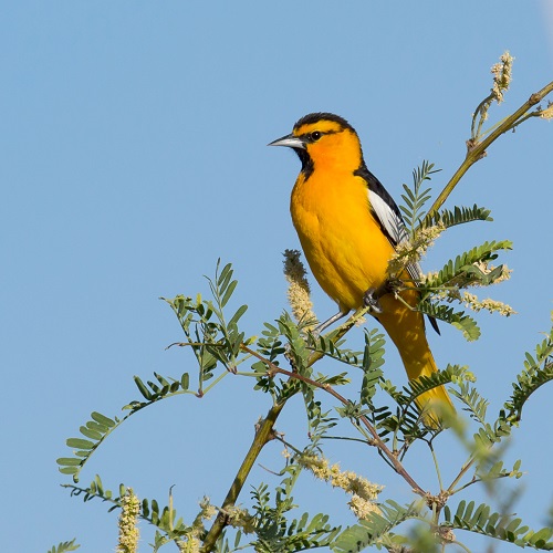Black and Orange Birds 3