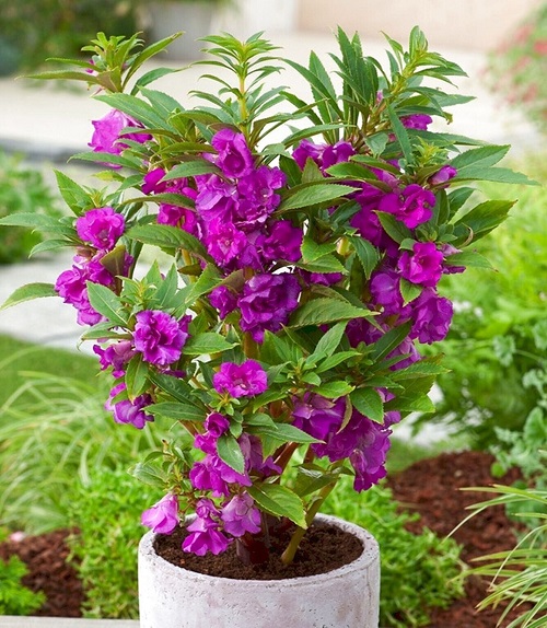 Chinese Flowers in macrame pot 