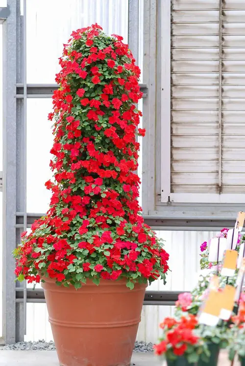 beautiful flower starting with the letter B
