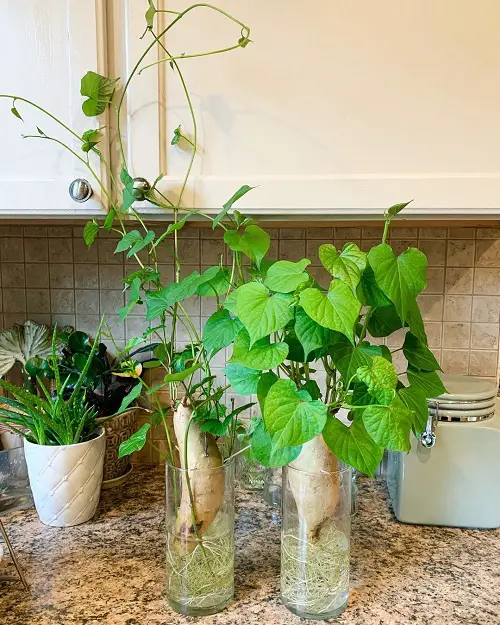 Edible indoor Vines You Can Grow