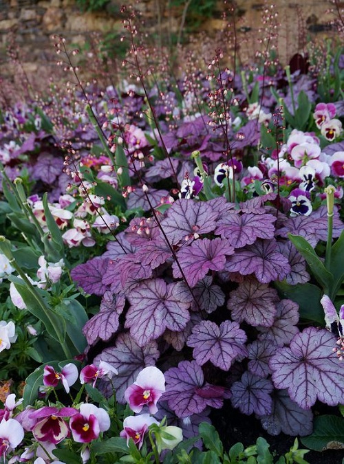 Plants for Heuchera to Grow 8