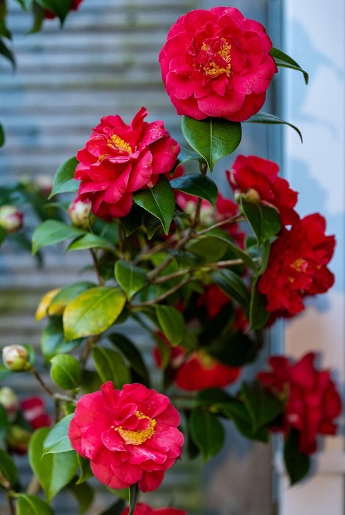 In the garden, Chinese flowers
