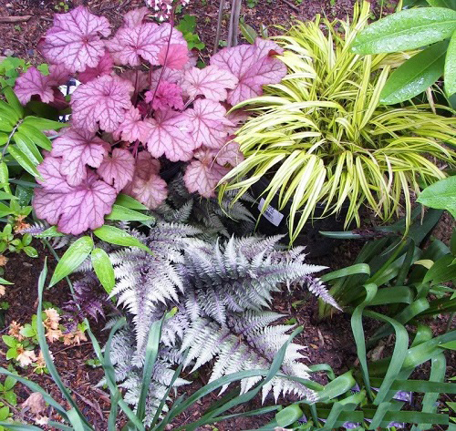 Coral Bells Companion Plants 