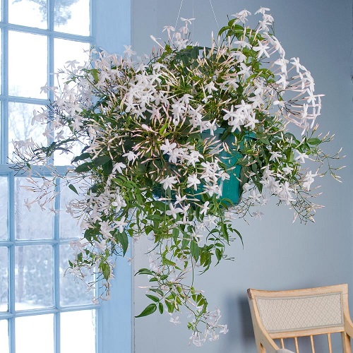 Chinese Flowers hanging basket