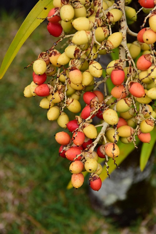 Fruit Trees that Grow in NC