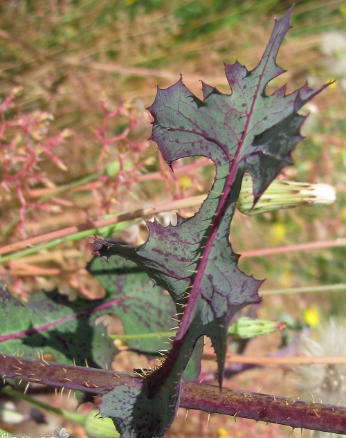 Plants that Have Prickly Hairs 2