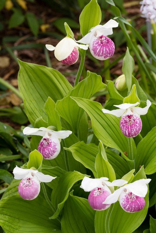 Chinese Flowers in garden bloom