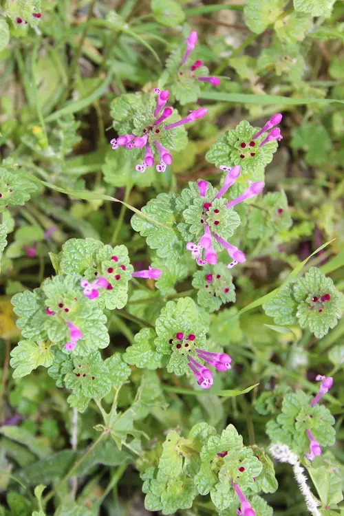 Look-Alike Plants That Aren't Really Mint2
