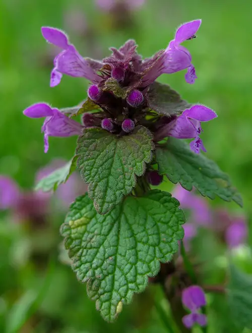 Mint-Looking Plants That Aren't1