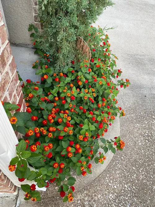 Plants That Bloom Immediately After Planting 5