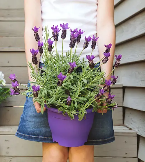 Best French Flowers on hand