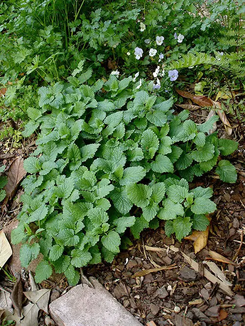 best herbs for endless harvest 3