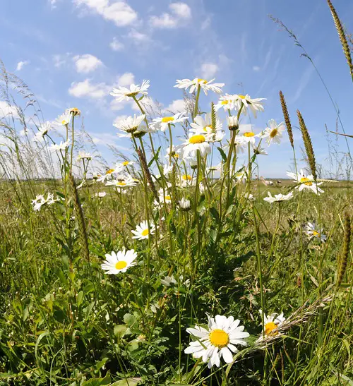 Best White Swedish Flowers In garden