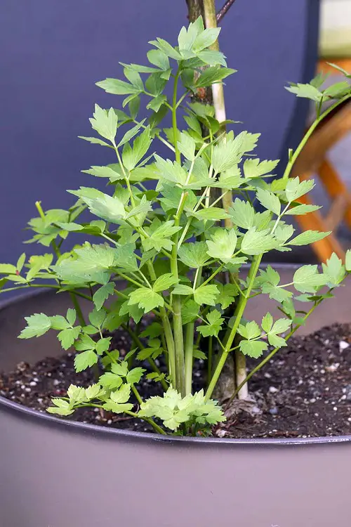 Herbs with a Long Seed and Growth Cycle