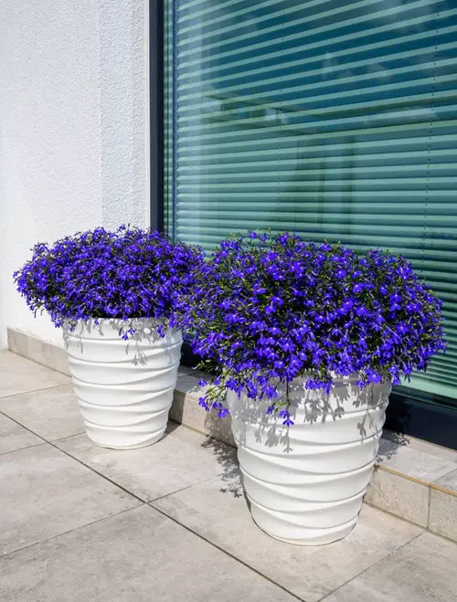 Trailing Lobelia Bushes With Blue Flowers