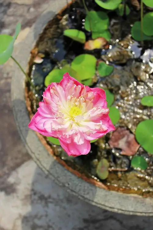 Floating Flowers that Float in Water