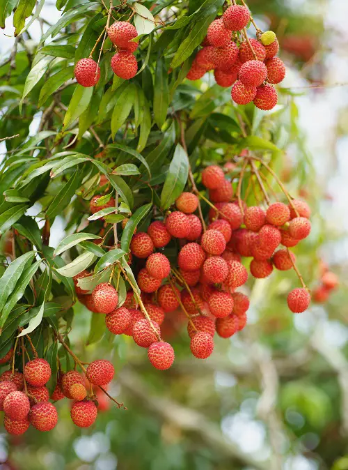 What Are Lychee