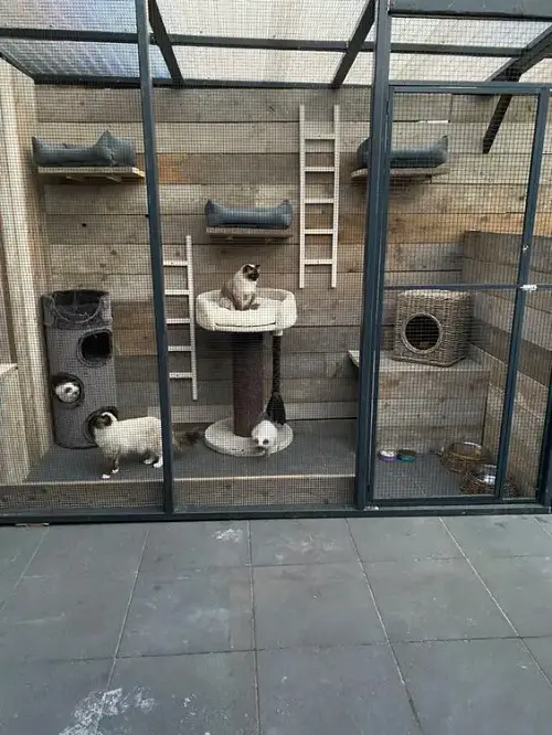 DIY Catio ideas for pets 