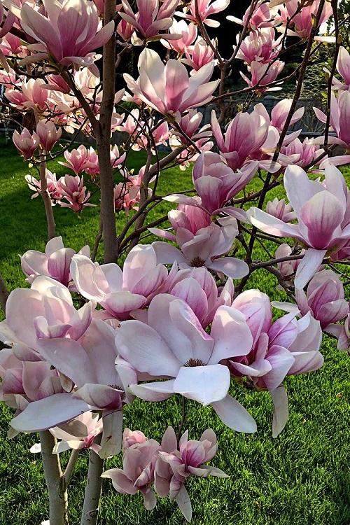 Chinese flowers in a landscape 2