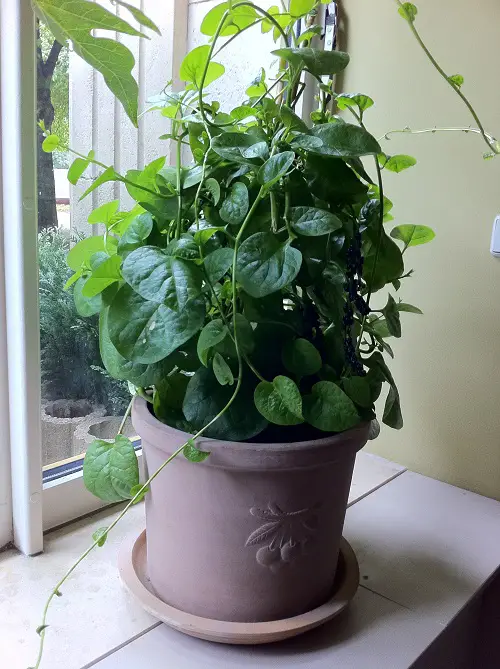 Edible Vines You Can Grow Indoors1