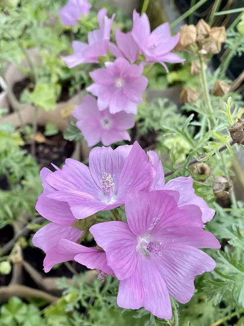 Weeds That Look Like Hollyhocks 1