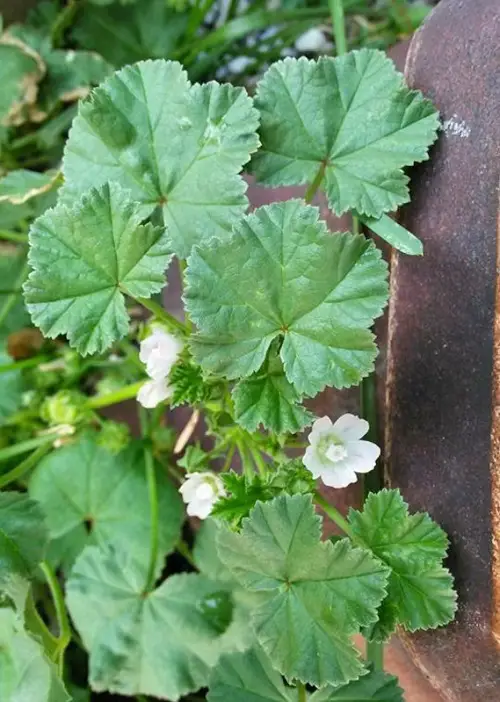 Weeds That Look Like Hollyhocks 3
