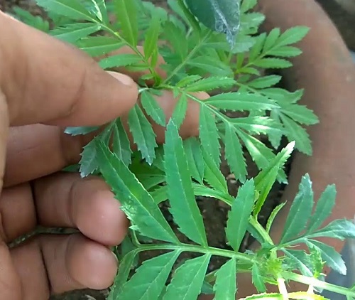 Marigolds Plants Benefiting from Pinching