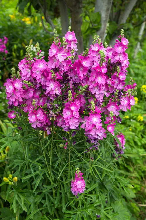 Hollyhocks flower like weed 2