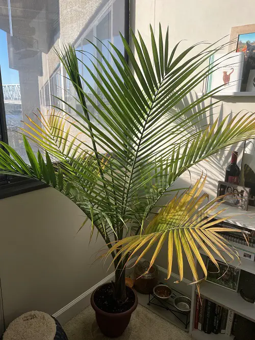 Super Important Palm Tree Growing Tips 4