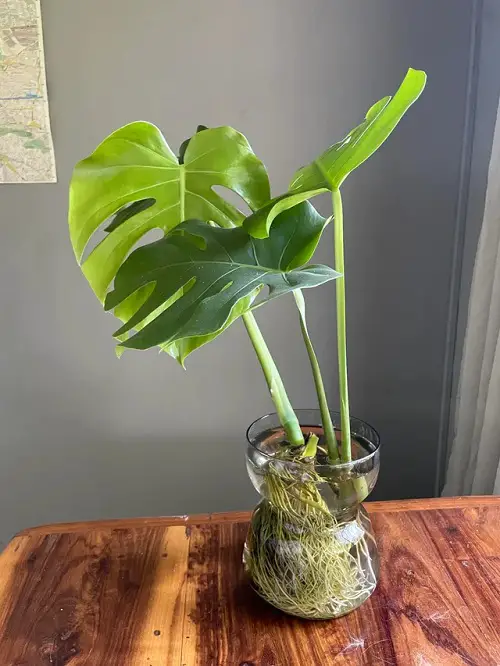 Water-Only Tropical Plants to Grow
