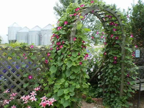 Morning Glory Arbor Support Morning Glory Trellis Ideas