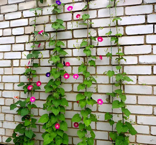 Morning Glory Wall Idea