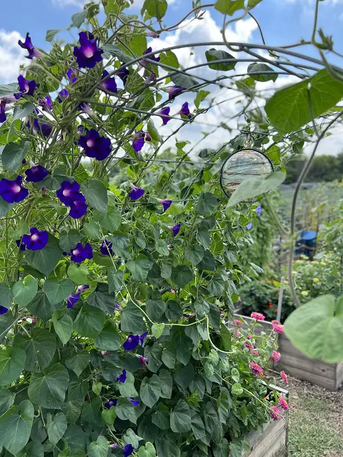 Metal Arch Trellis for morning glory